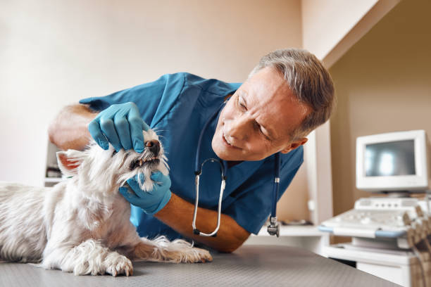 Best Weekend Emergency Dental Services in Ashford, AL